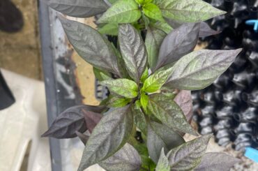 Another new home day