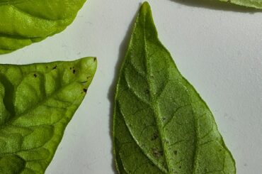 Black dots and dead end leaves