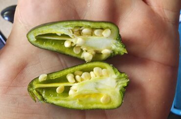 First Harvest - Black Hungarian Pepper