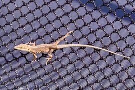 Guardians of the peppers