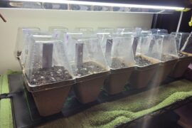 Germination woes