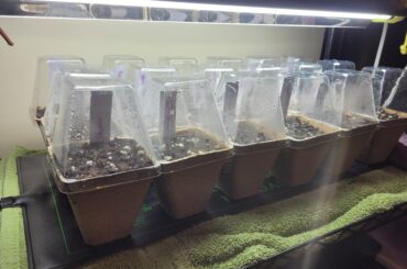 Germination woes