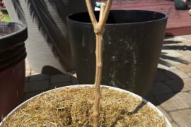 Overwintered peppers