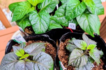 My dark purple plants