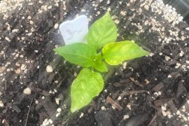 Anyone recognize this?