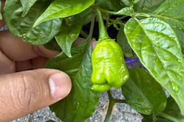 Differently shaped peppers