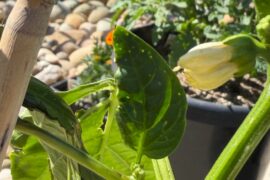 Whats causing these tiny dots on my bell pepper leaves?