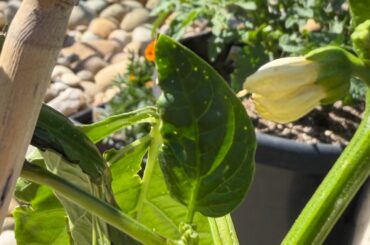 Whats causing these tiny dots on my bell pepper leaves?