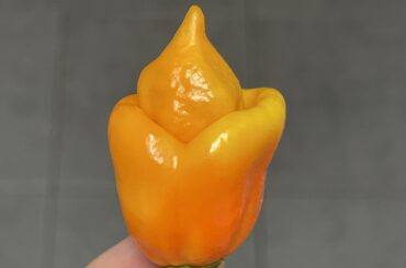 What do I have here?