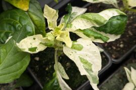 Quick VSRPS M5 Check