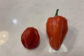 Can both of these be habaneros?