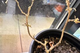 Is my scotch bonnet cooked? (GA)