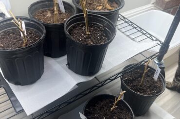 Overwintering peppers