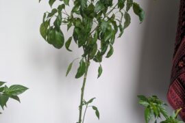 this "Zebrang" pepper plant is really stalky and long is there a way to make it a little more bushy and solid or is this just how the variety grows?