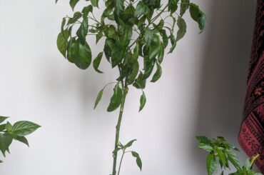 this "Zebrang" pepper plant is really stalky and long is there a way to make it a little more bushy and solid or is this just how the variety grows?