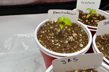 Is this just transplant shock?