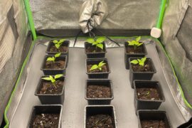 UPDATE: here are the survivors!