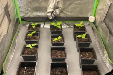 UPDATE: here are the survivors!