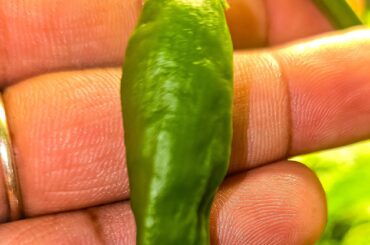 Aji Mango
