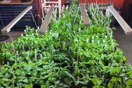 That's a lot of babies