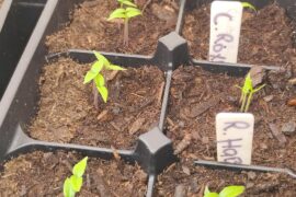 Shen should I separate and plant them in their own individual pots