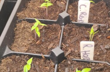 Shen should I separate and plant them in their own individual pots