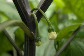 Turns out “starting early” was an understatement.