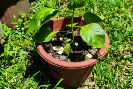 Different heat tolerance