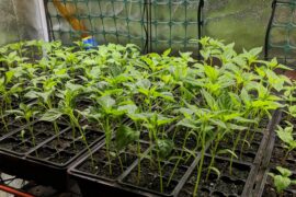 How big do seedlings need to be before being moved to direct sunlight?