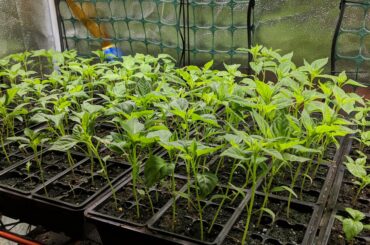 How big do seedlings need to be before being moved to direct sunlight?