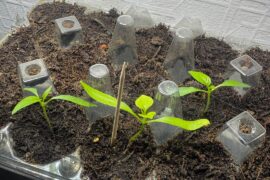 My peppers have been growing for about a month now. I think they are leggy, and it is time to repot. Total beginner at growing plants of any kind. Any thoughts would be appreciated!