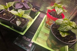 Lots of mushrooms since potting up....