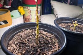 Overwintered Habaneros