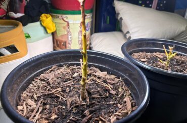 Overwintered Habaneros