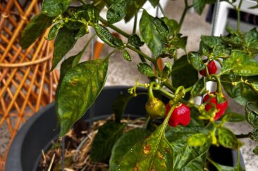 Habanero plant is struggling