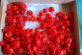 Reapers from Westlandpeppers