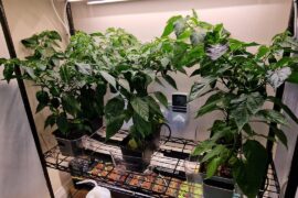 Definitely not cayenne - any ID suggestions?