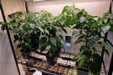 Definitely not cayenne - any ID suggestions?