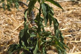 Weaping Pepper Plants?