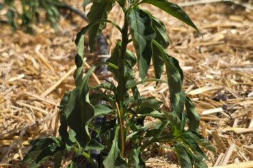 Weaping Pepper Plants?