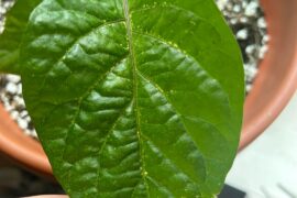 Possible insect damage on my Trinidad moruga?