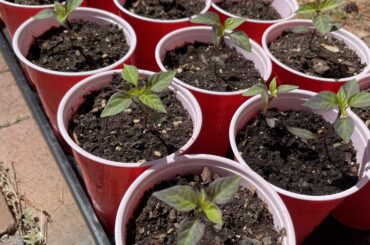 Black Hungarians leggy?