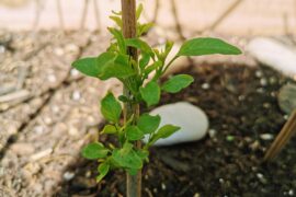 When you thought there was no solution...