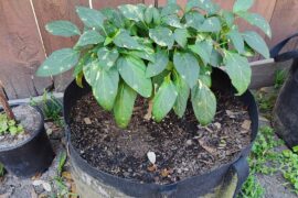 I grew this jalapeno indoors for months to then quickly be attacked outside :(