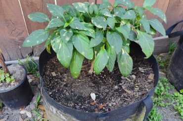 I grew this jalapeno indoors for months to then quickly be attacked outside :(