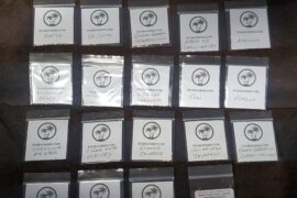 Starting from seed this year 2026