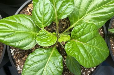 Burnt leaves?