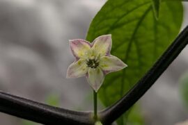 Capsicum rabenii