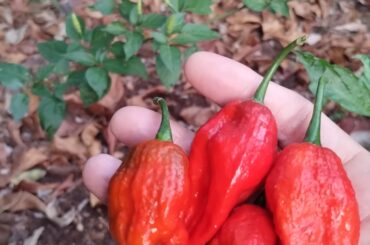 Ghost peppers and tabasco in the background