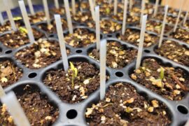 Stuck at seedings for a month